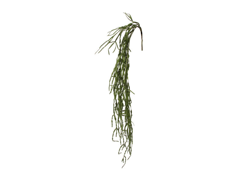 Cactus verde agatator - Eclair.md