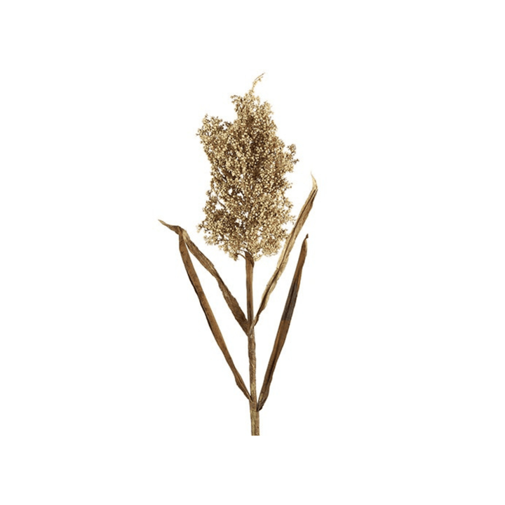 Crenguta 89cm Panicum Miliaceum Creme - Eclair.md