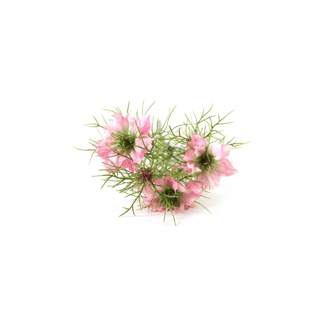 Floare 66cm Cosmos Bipinnatus Jalisha Pink - Eclair.md