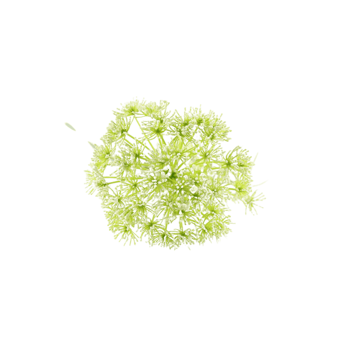 Floare 96cm Daucus Carota alba - Eclair.md