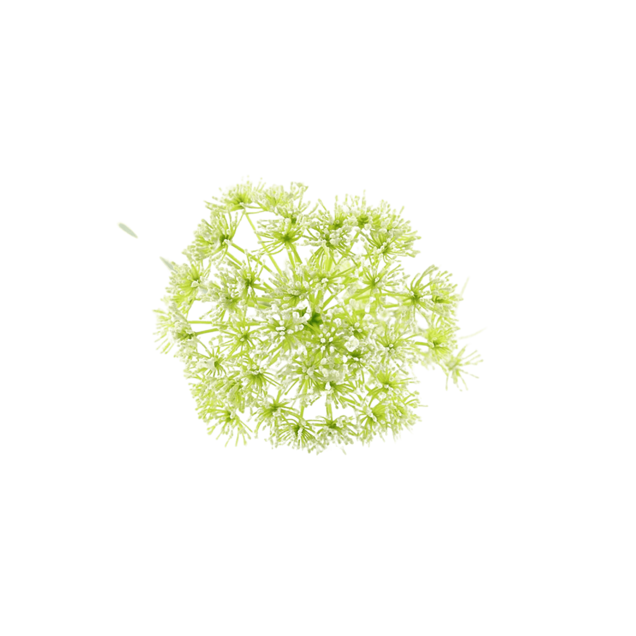 Floare 96cm Daucus Carota alba - Eclair.md