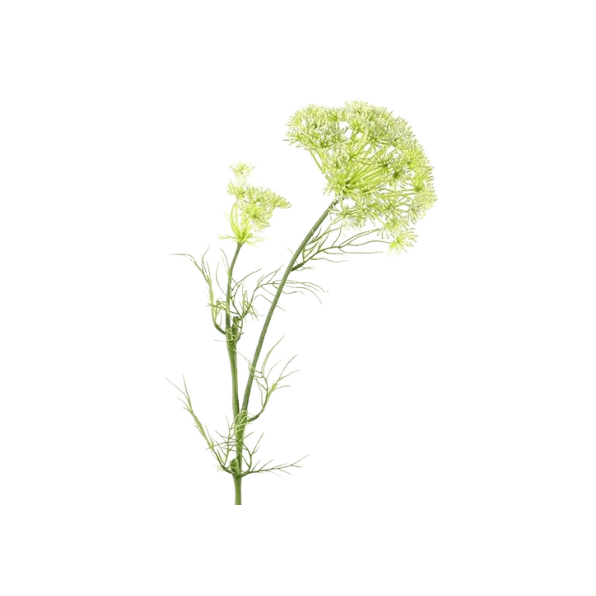 Floare 96cm Daucus Carota alba - Eclair.md