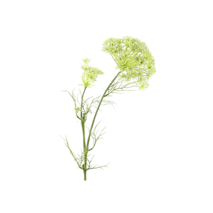 Floare 96cm Daucus Carota alba - Eclair.md