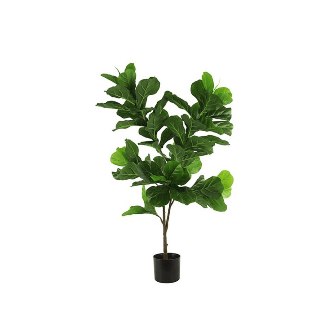 Planta 120cm Ficus Lyrata Green - Eclair.md