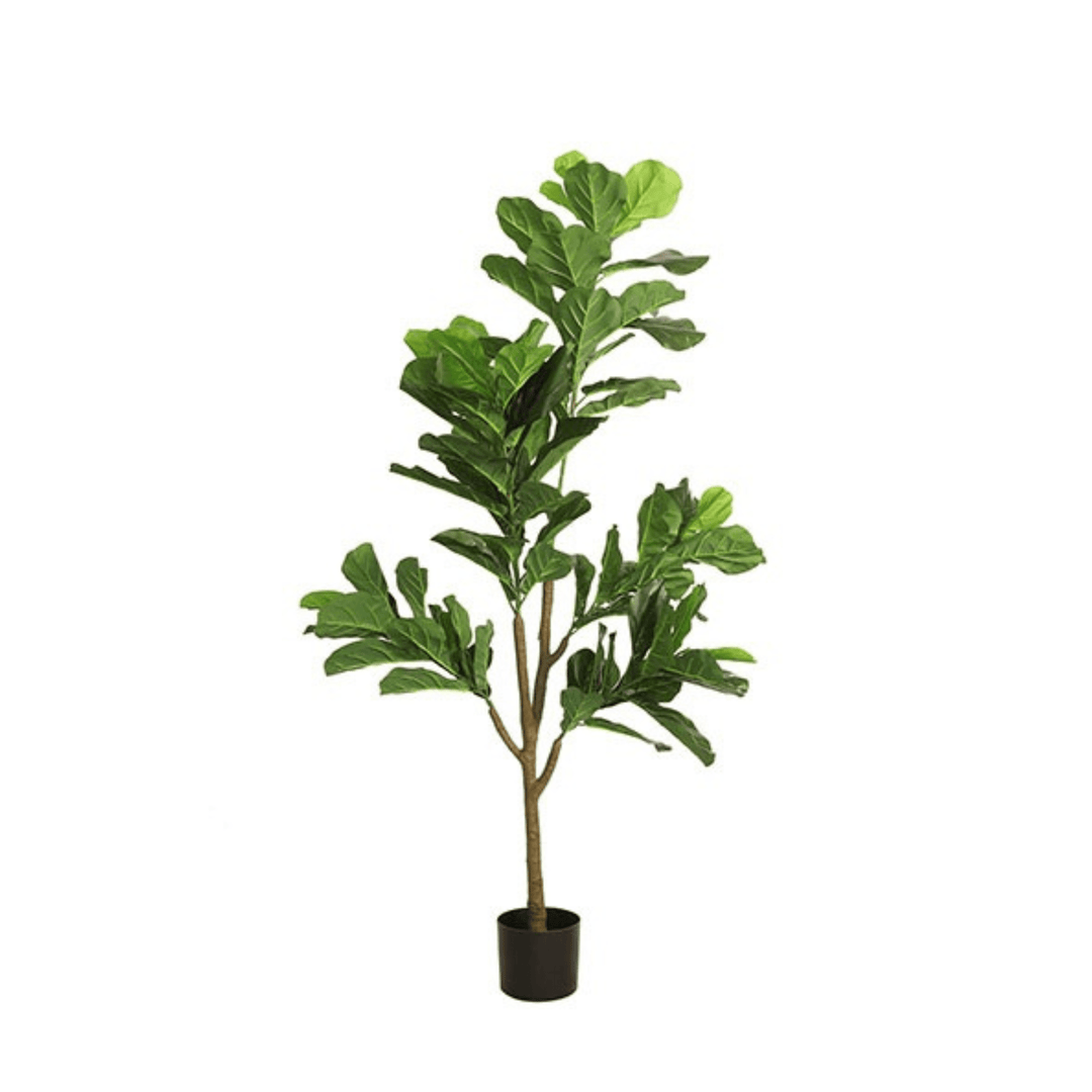 Planta 174cm Ficus Lyrata Green - Eclair.md